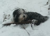 Sam in the snow again